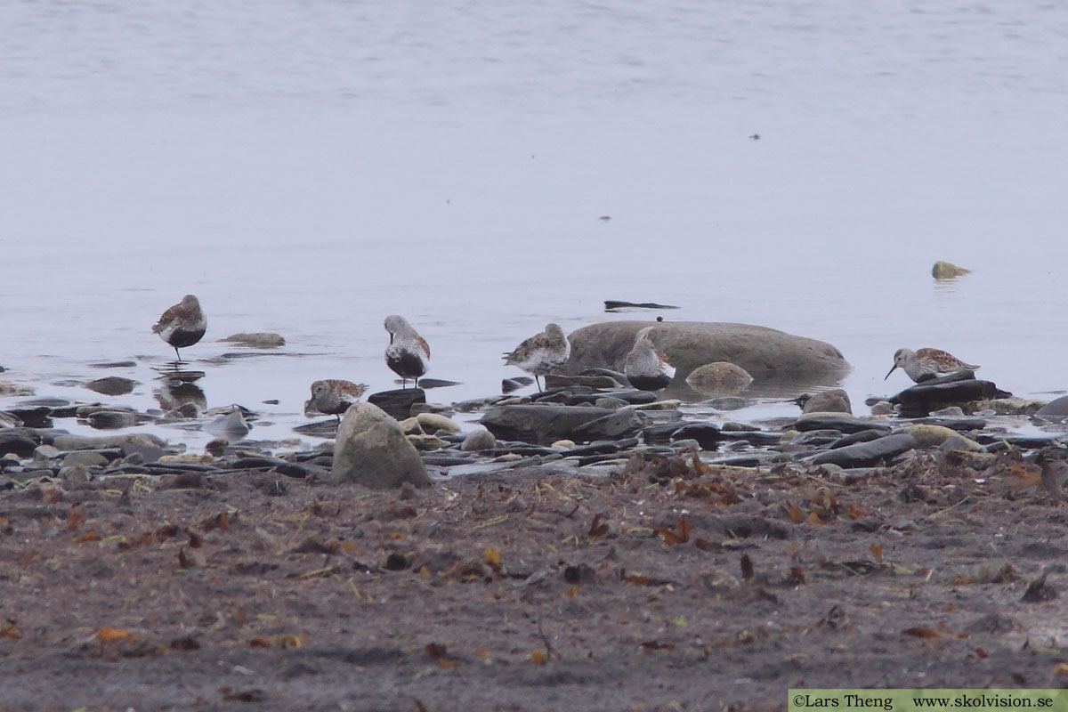 Kärrsnäppa, Calidris alpina